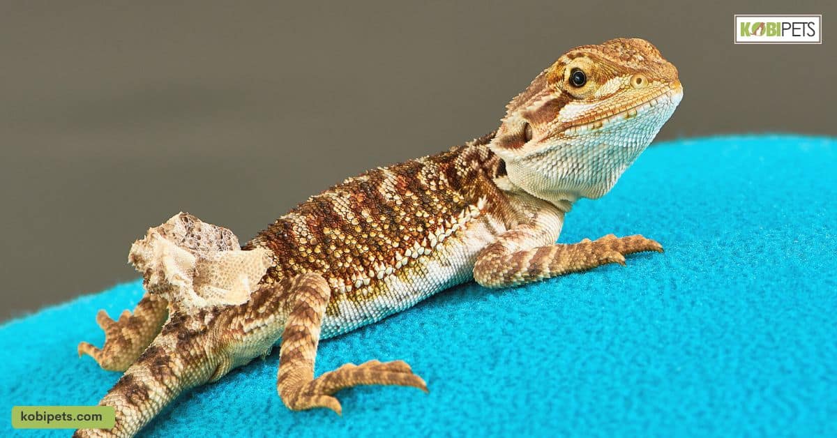 Common Health Problems in Bearded Dragons