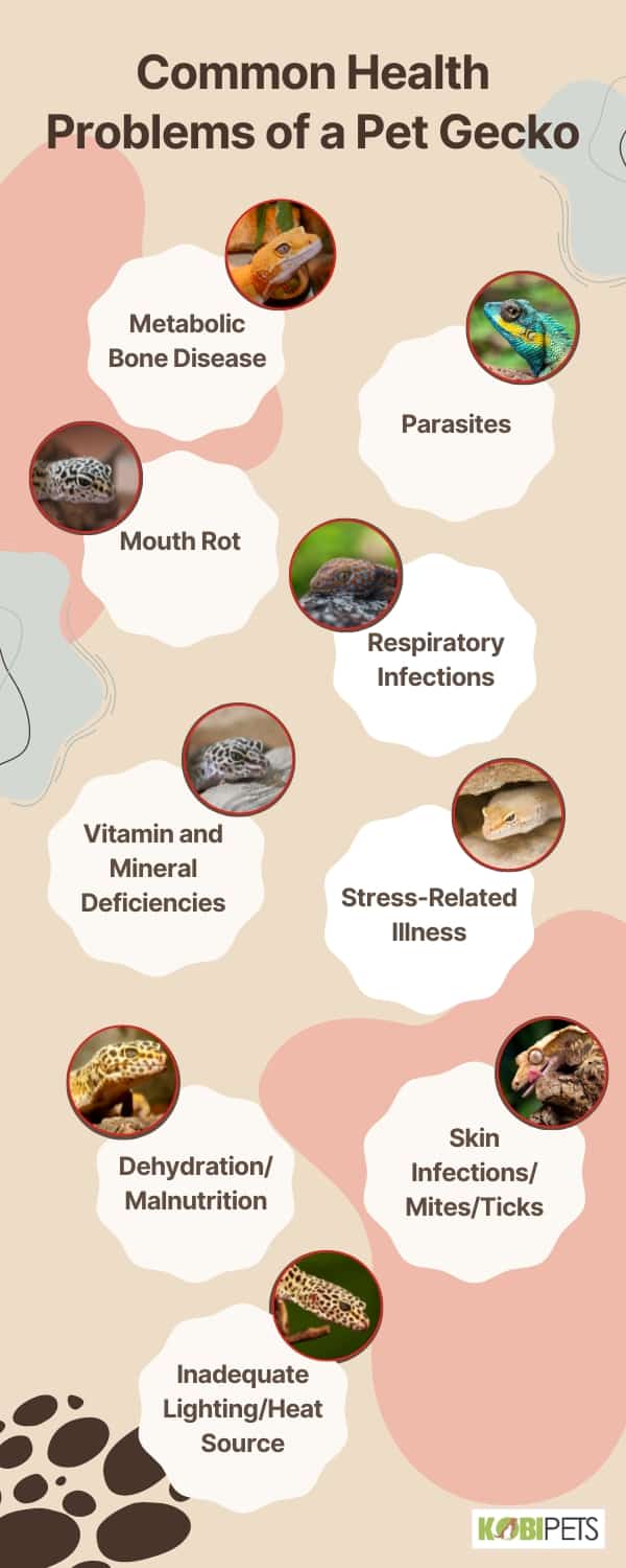 Common Health Problems of a Pet Gecko