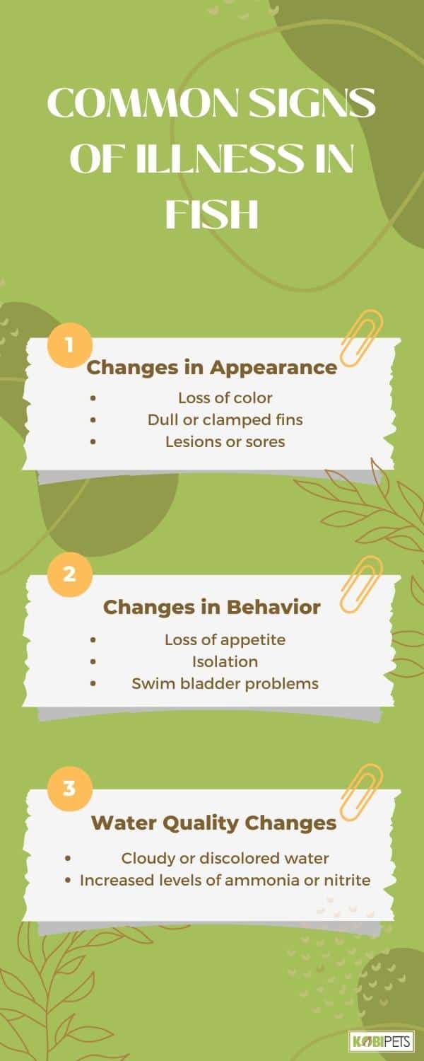 Common Signs of Illness in Fish