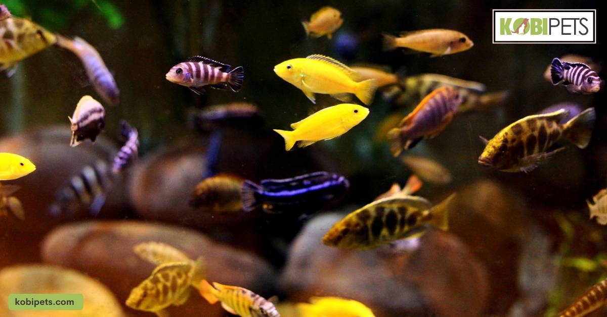 Compatibility and Tankmates