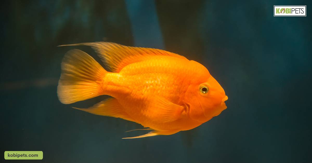 Compatibility with Other Fish Species