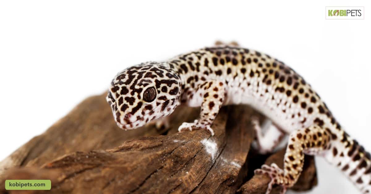 How Many Crickets Should a Leopard Gecko Eat?