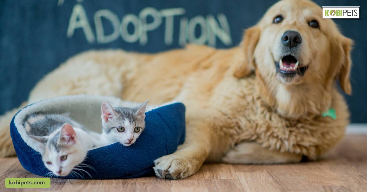 Contribution to Animal Welfare and Adoption