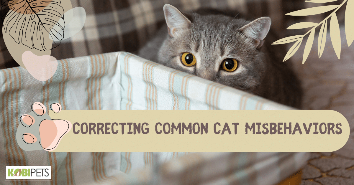Correcting Common Cat Misbehaviors