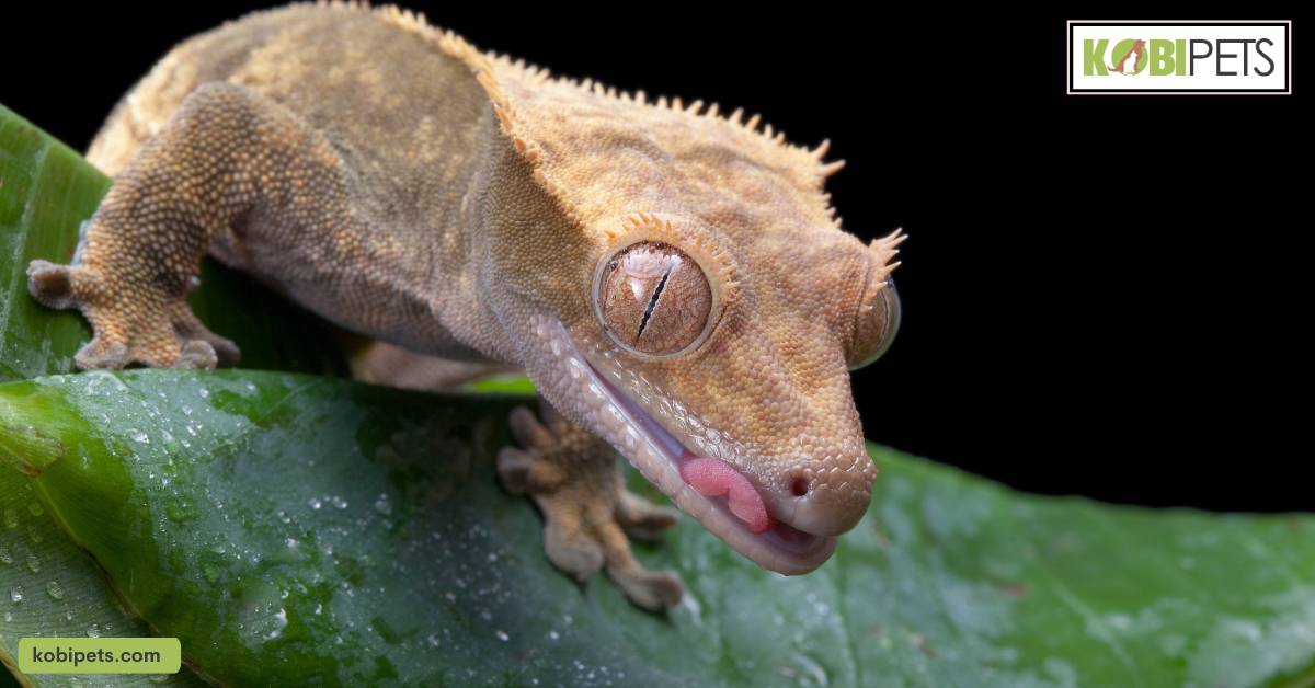 Crested Gecko