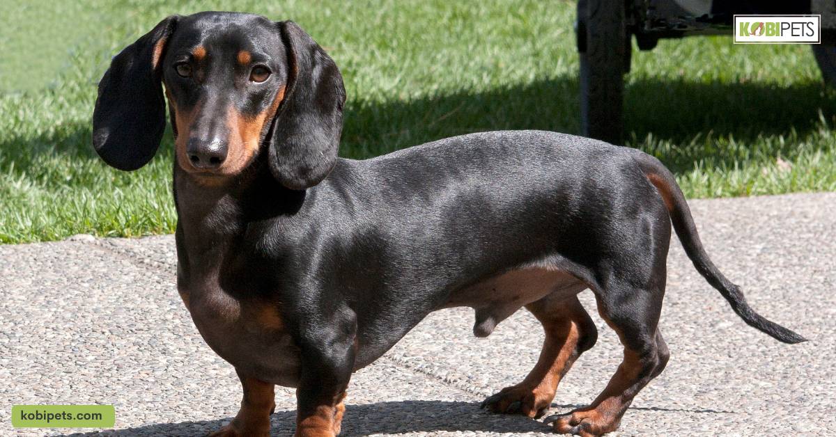 18 Teacup Dog Breeds for Small Dog Lovers