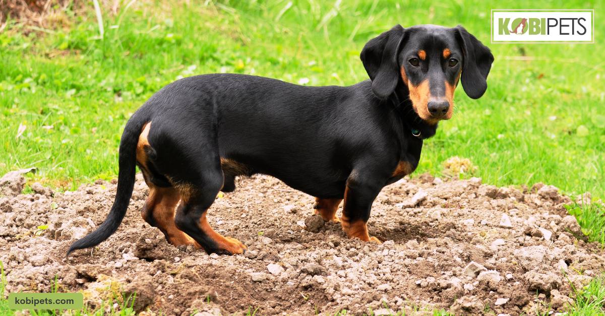 Dachshunds
