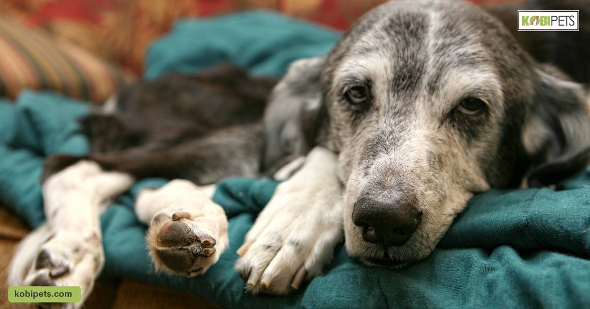 Dealing with Pet Anxiety and Motion Sickness