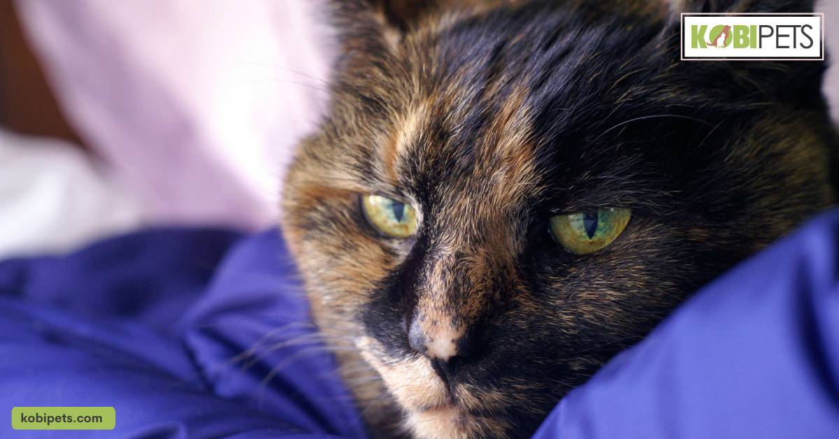 Dehydration in Cats