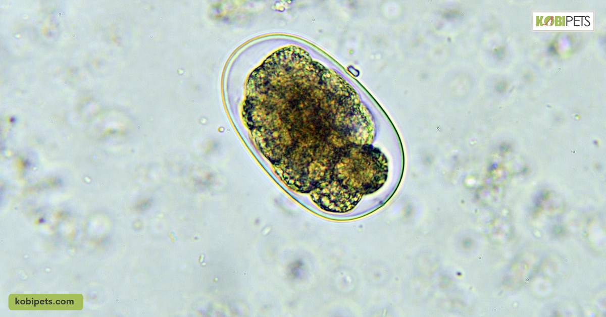 Hookworms In Dogs – Symptoms, Prevention & Treatment