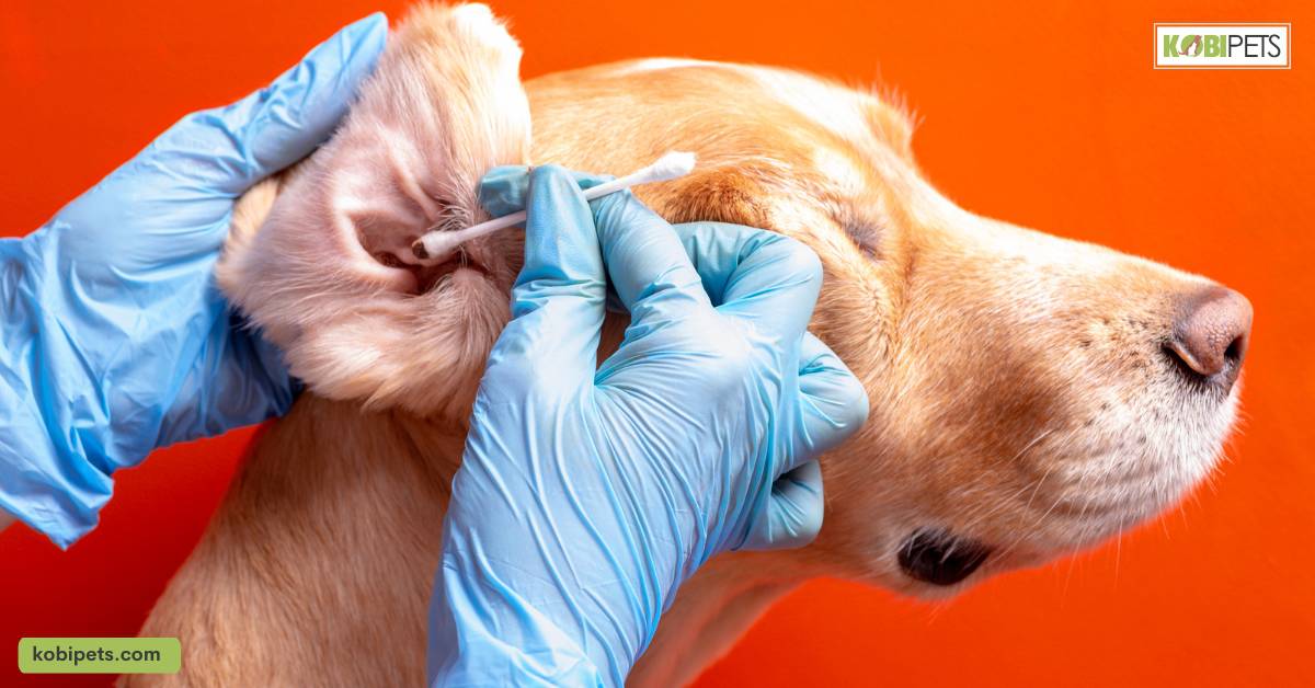 Dog Ear Infections: Everything You Need to Know