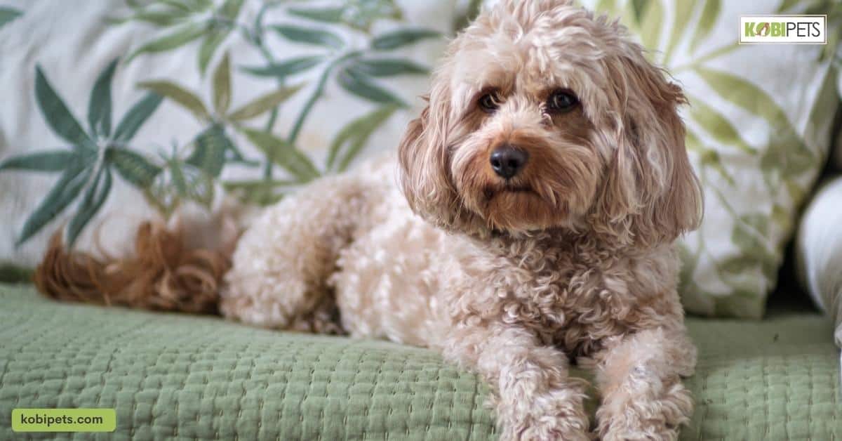 Cavapoo: Characteristics and More
