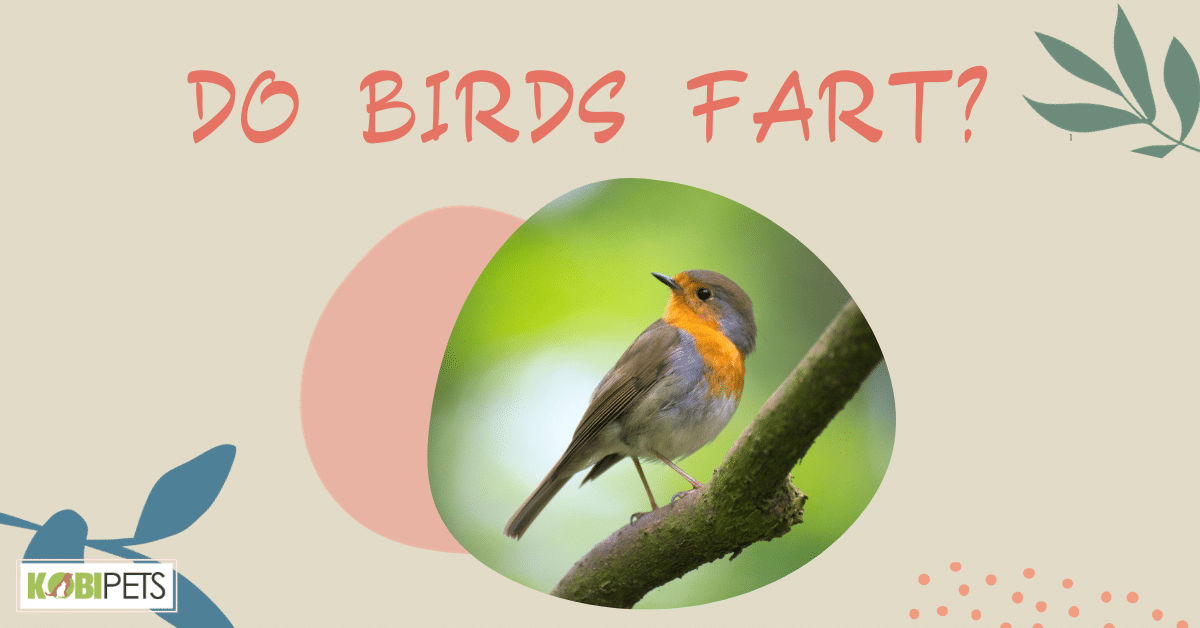 Do Birds Fart?