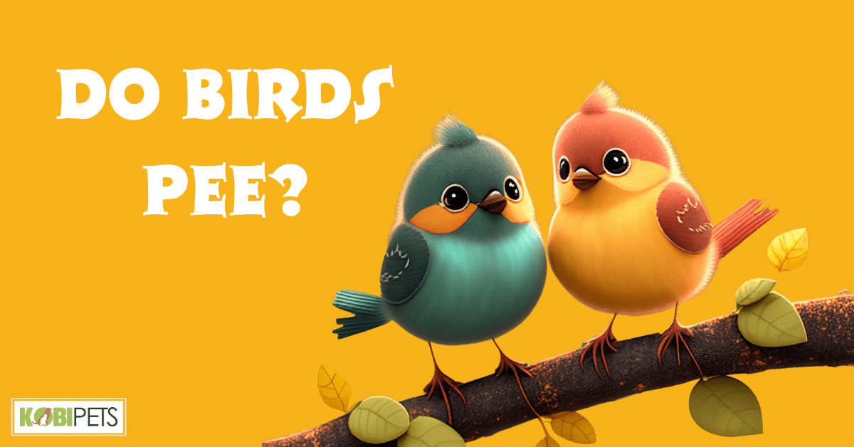Do Birds Pee?