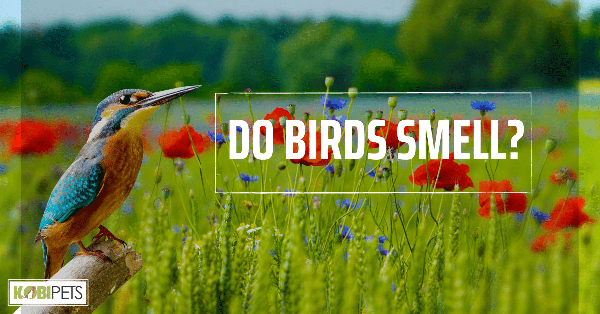 Do Birds Smell?