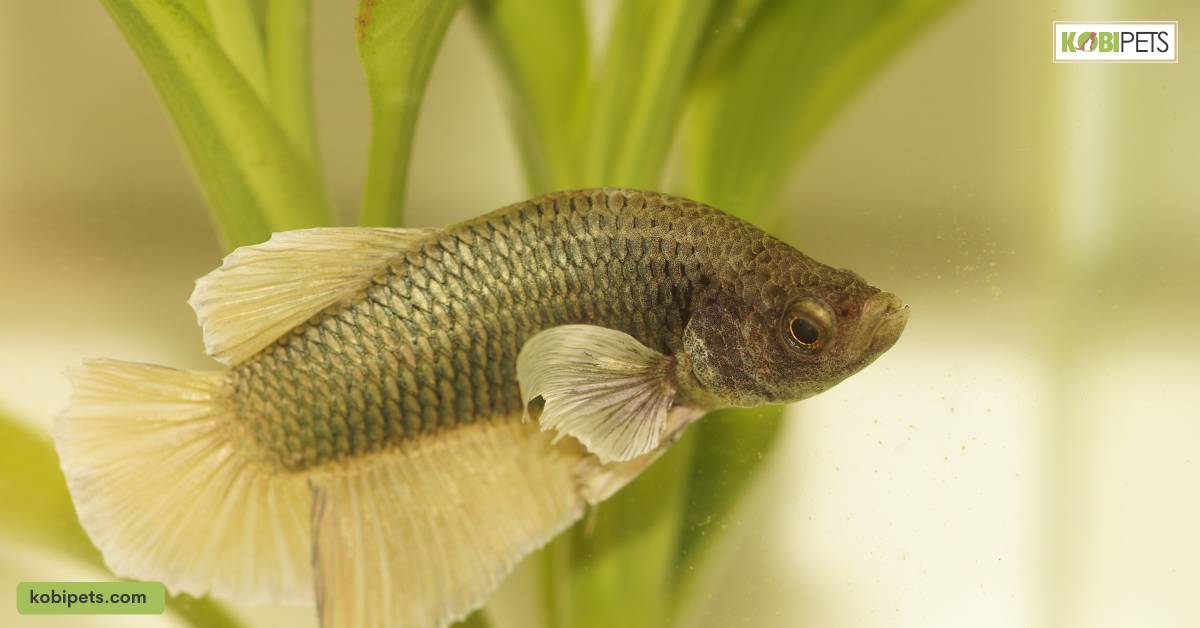 Do Fish Recognize Their Owners?