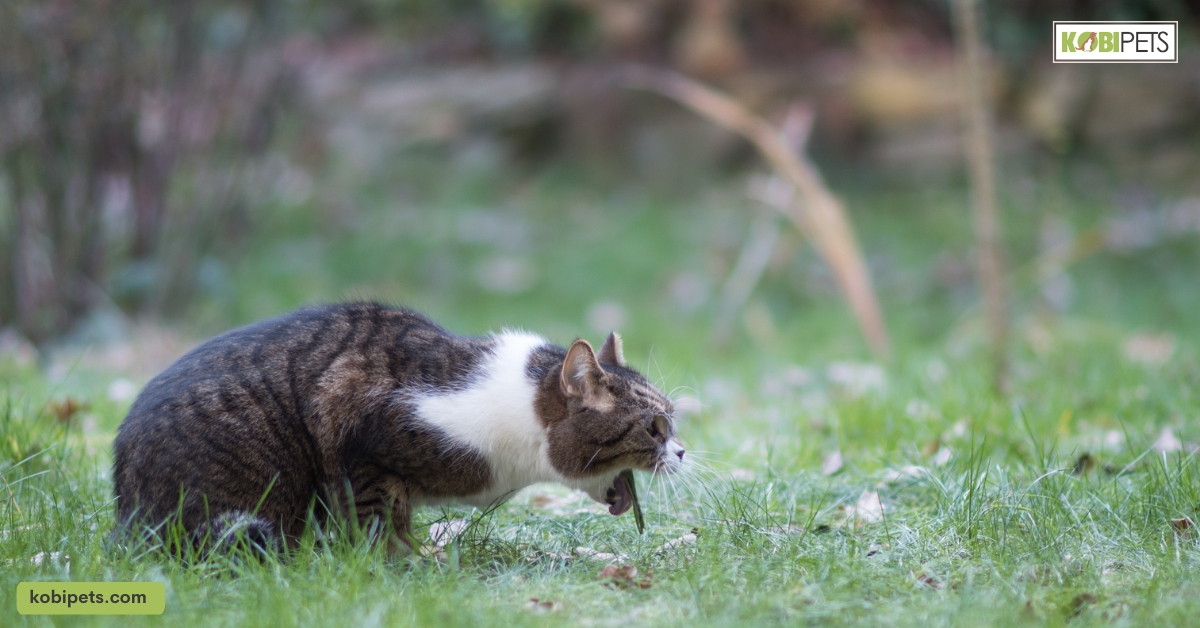 Is Chocolate Dangerous For Cats?