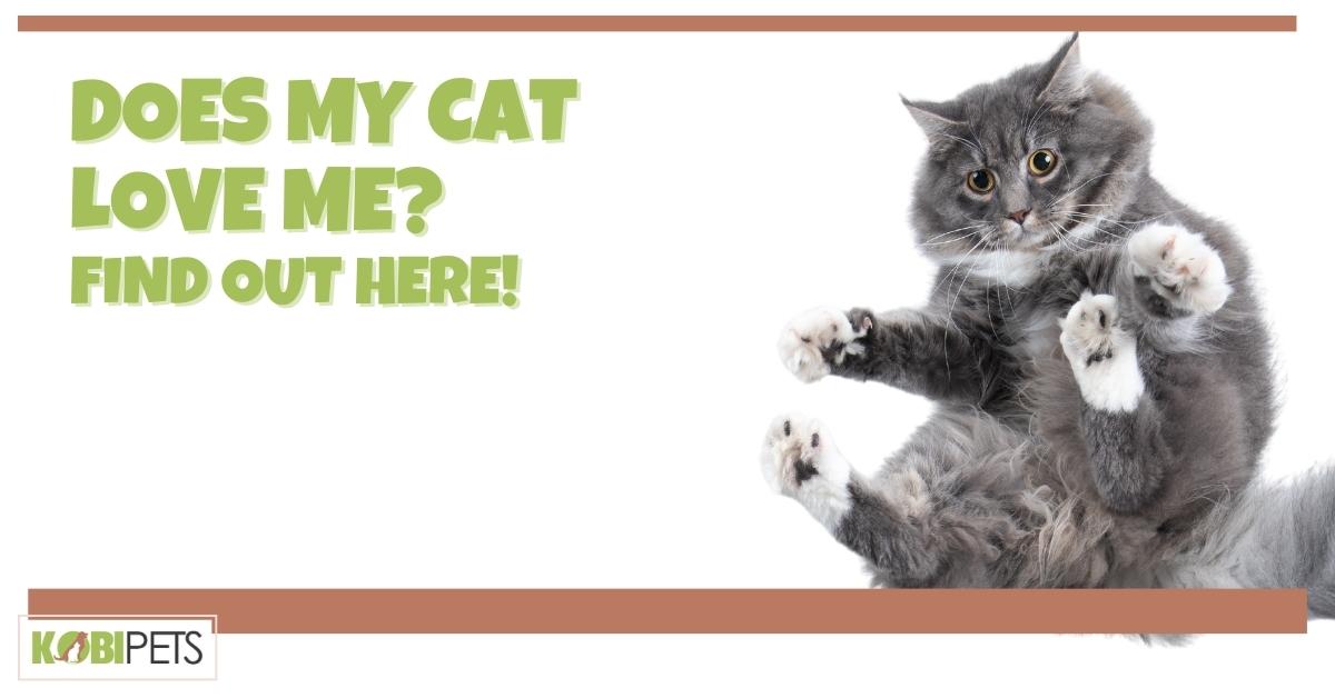 Does My Cat Love Me? Find Out Here