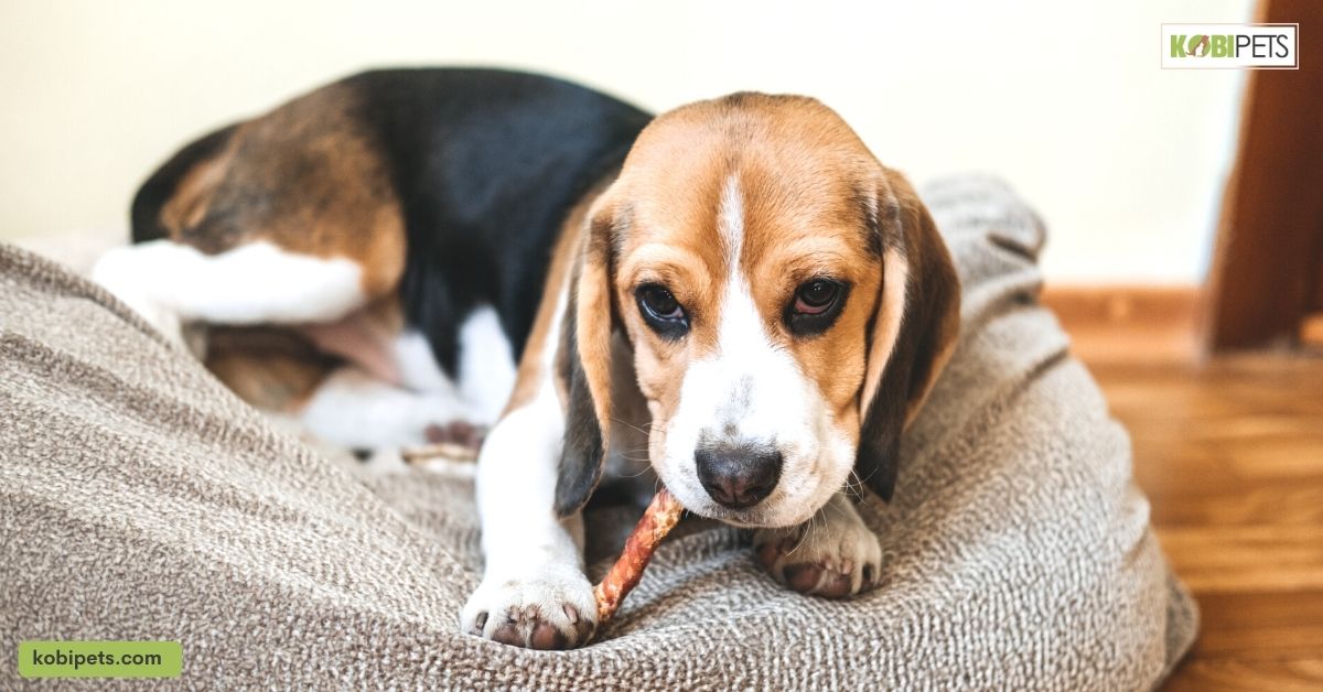 20 Low-Maintenance Pets for Busy People