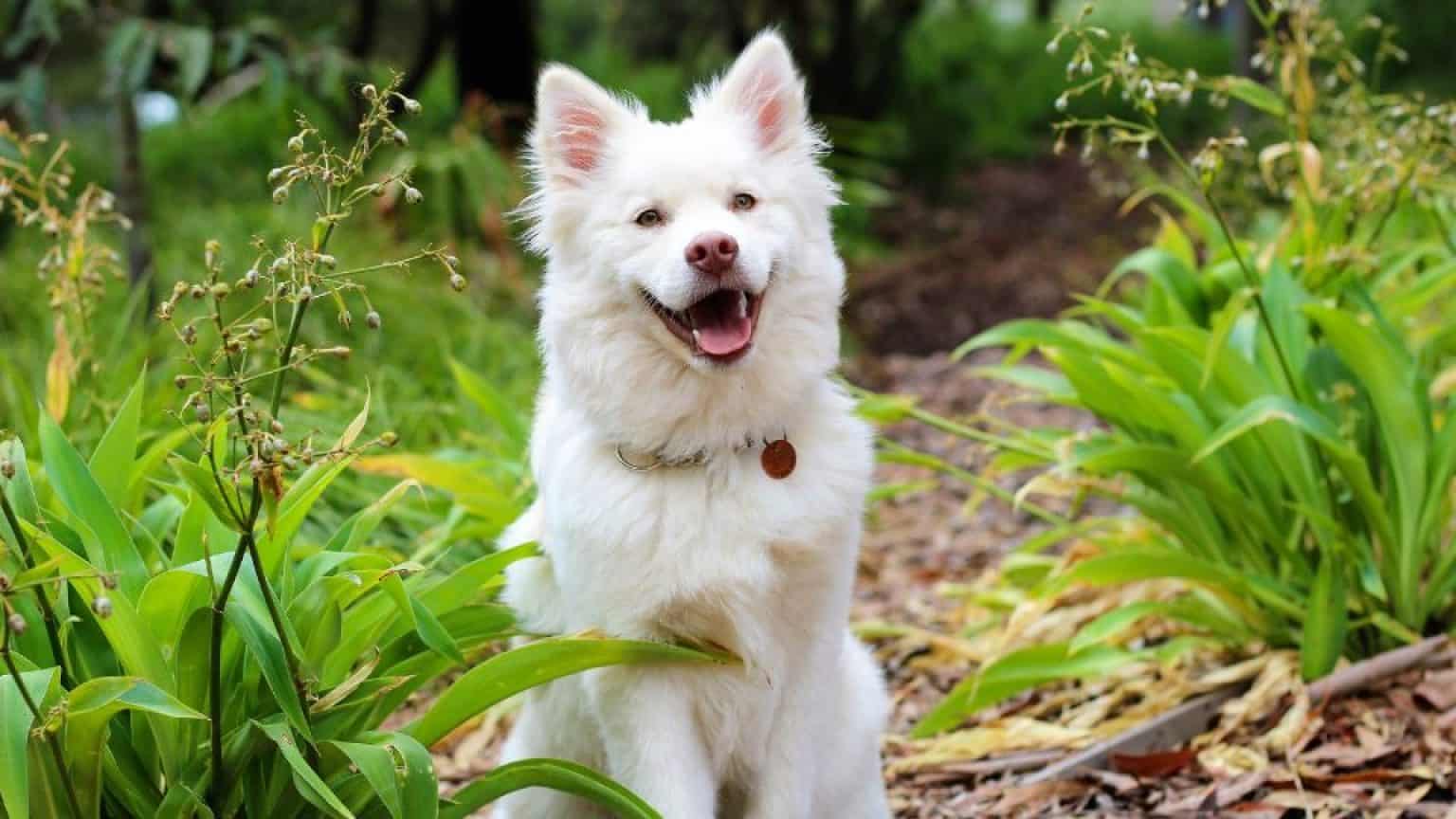 Bravecto Without Vet Prescription