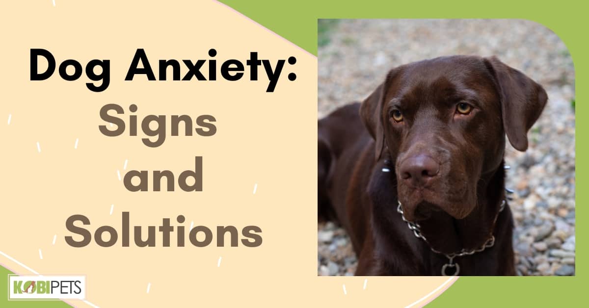 Dog Anxiety: Signs and Solutions