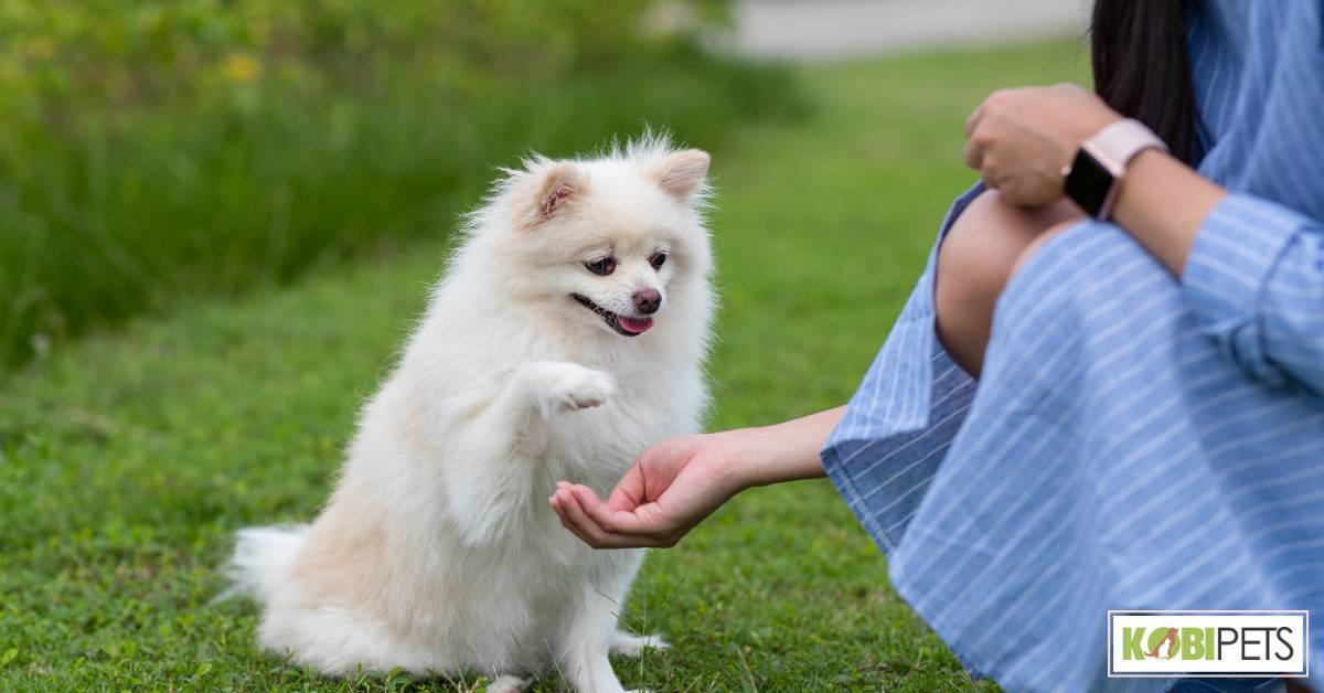 Dog Training