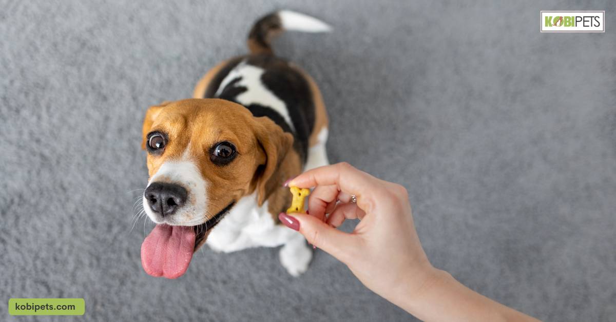 Dog Training Techniques: Positive Reinforcement vs. Punishment