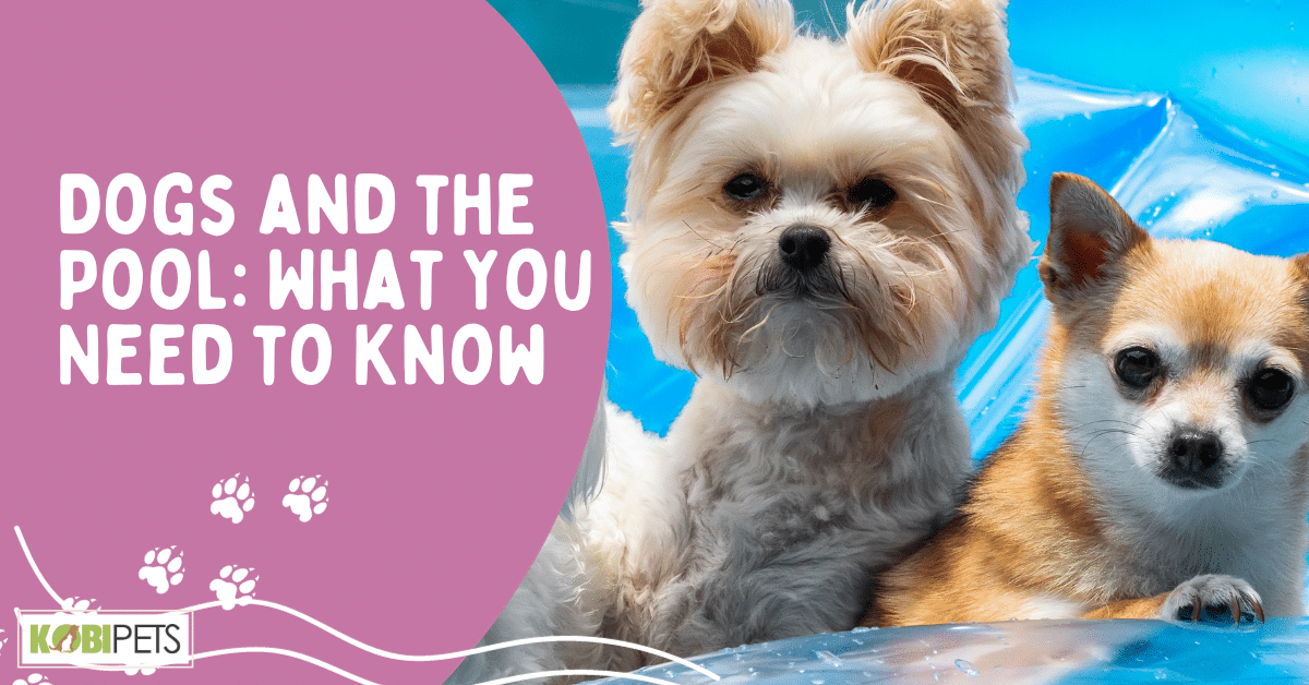 Dogs and the Pool: What You Need to Know