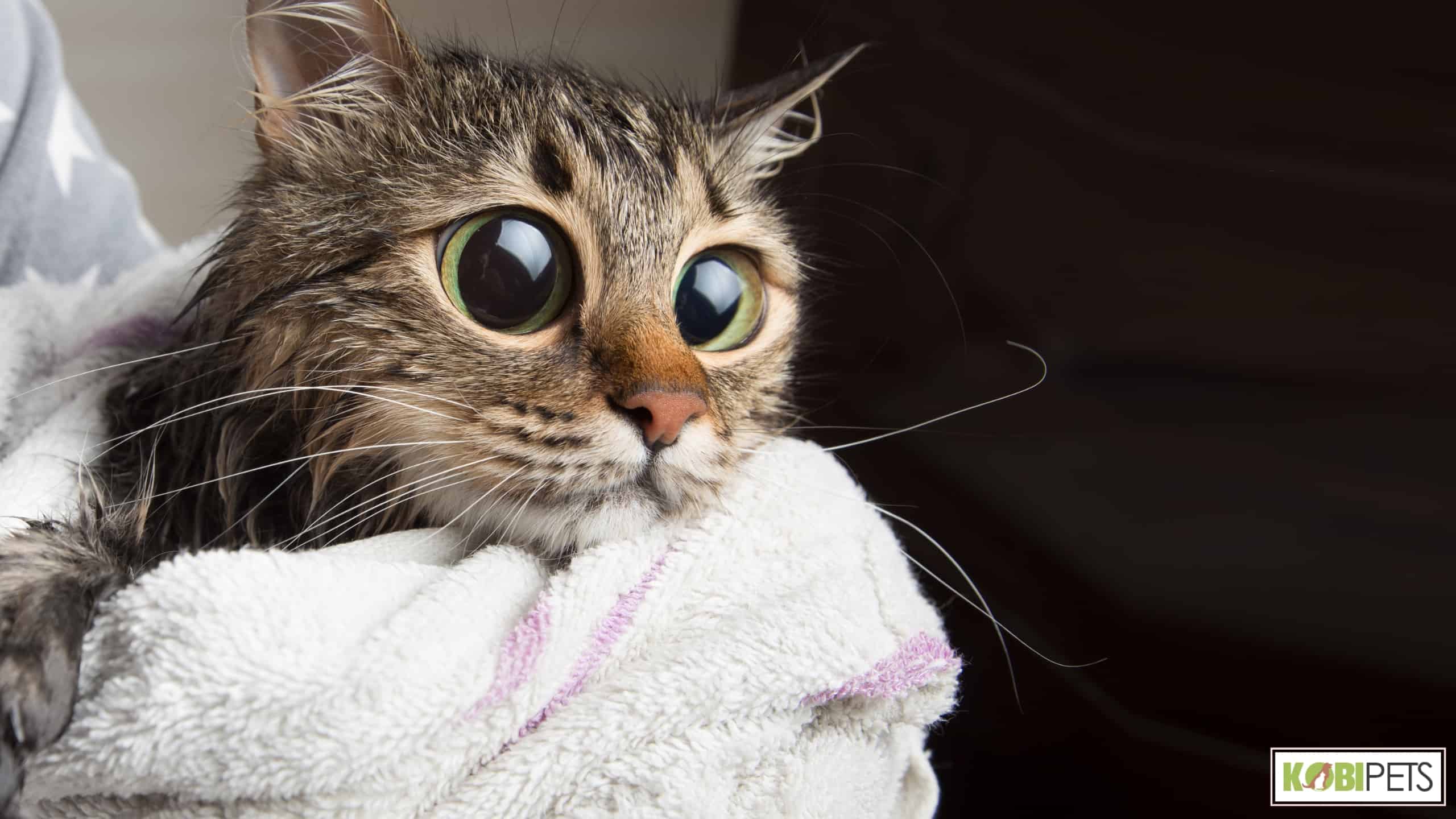 Drying and Grooming After the Bath