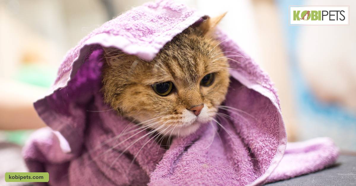 Drying and Grooming the Cat Afterwards