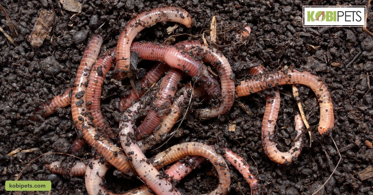 Earthworms