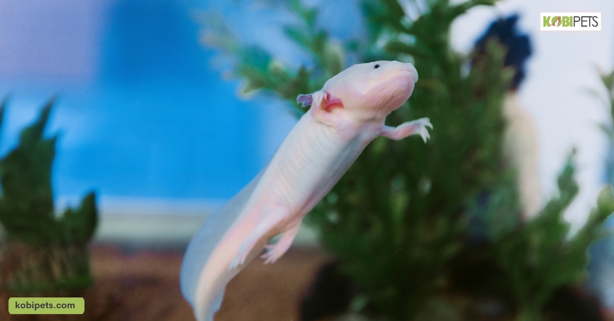 When to Use Sponge Filters for Aquariums