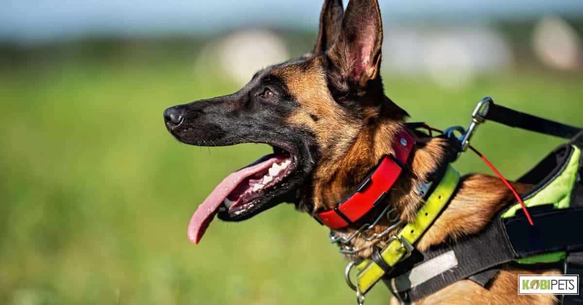Electronic collar