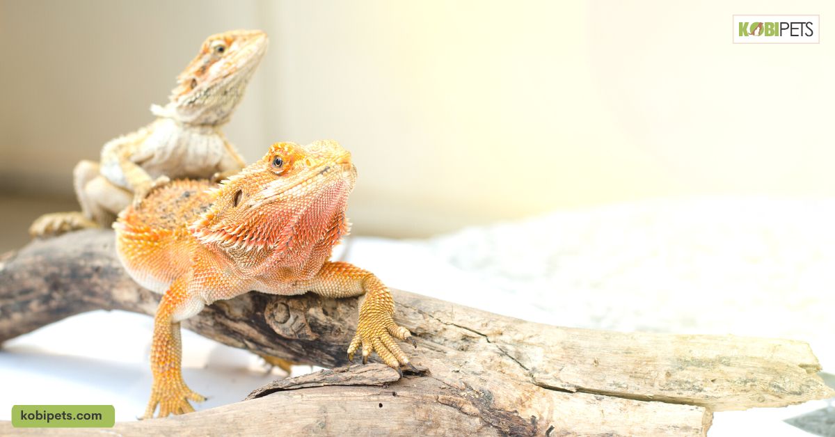 How to Stop Glass Surfing in Bearded Dragons