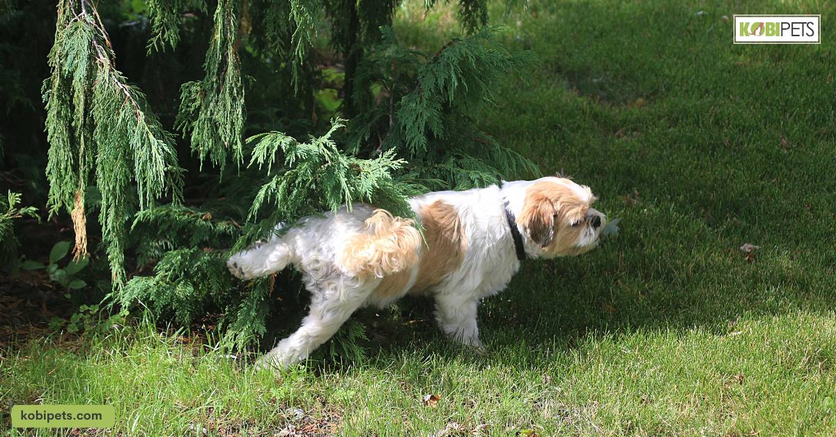11 Tips on How to Stop a Dog From Peeing in the House