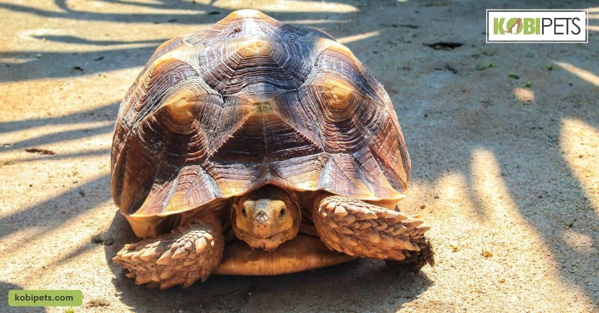 Ethical Considerations for Owning an Exotic Pet