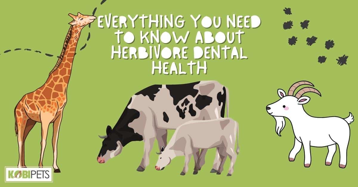 Everything You Need to Know About Herbivore Dental Health