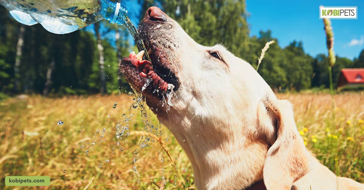 Diabetes in Dogs