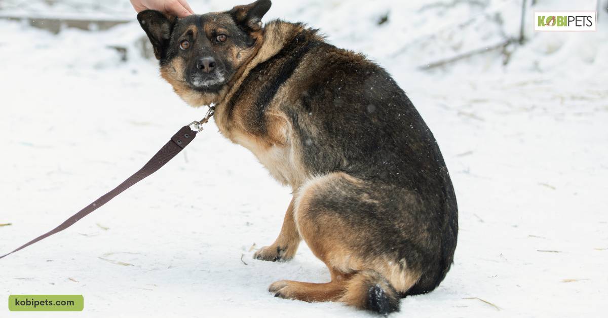 6 Pet Care Tips for Three-Legged Dogs