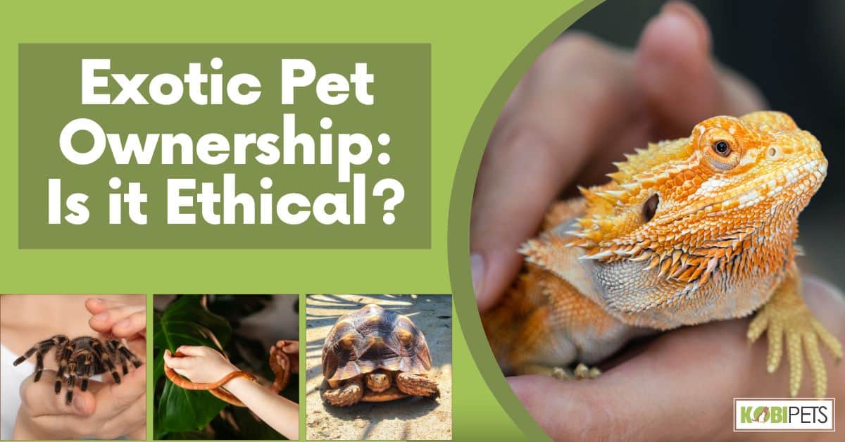 Exotic Pet Ownership: Is it Ethical?