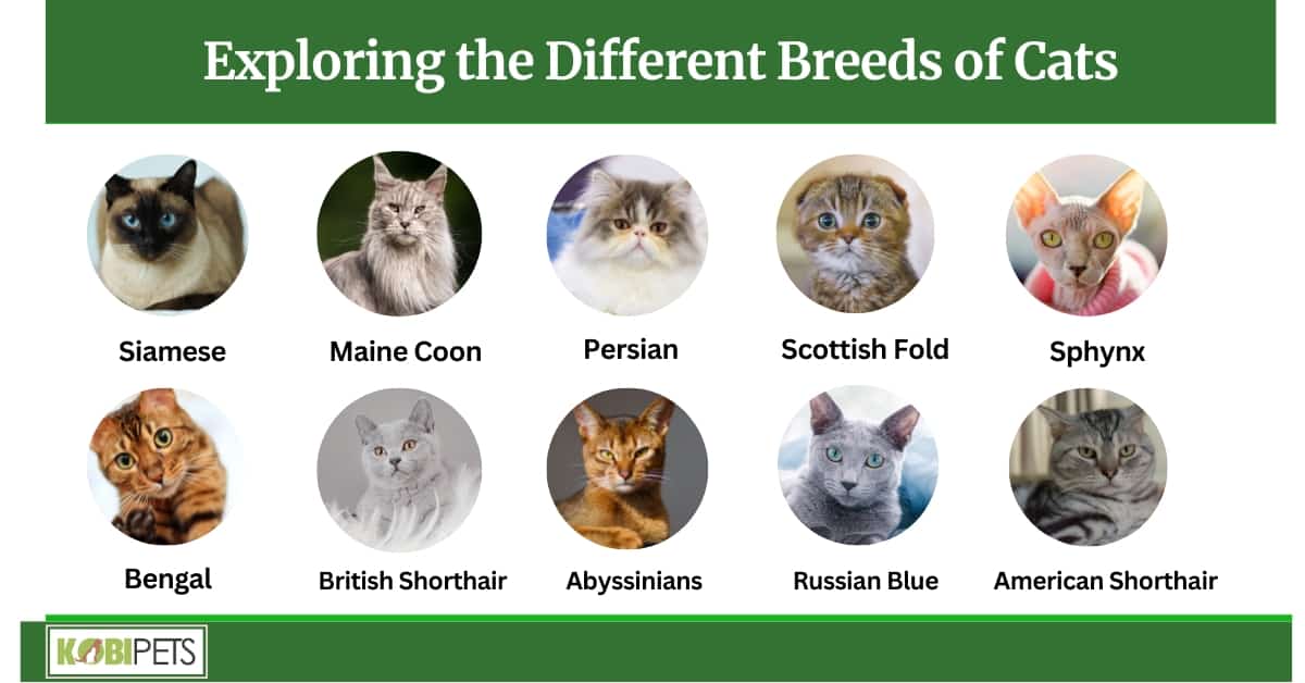 Exploring the Different Breeds of Cats: 10 Breeds To Own