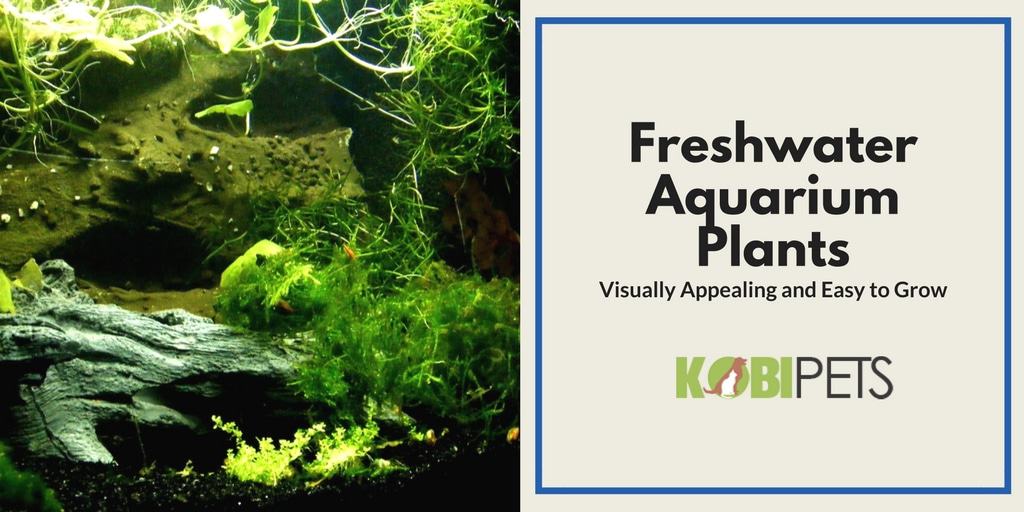 Easy to Grow Freshwater Aquarium Plants