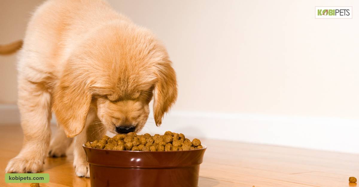 Feeding Schedule