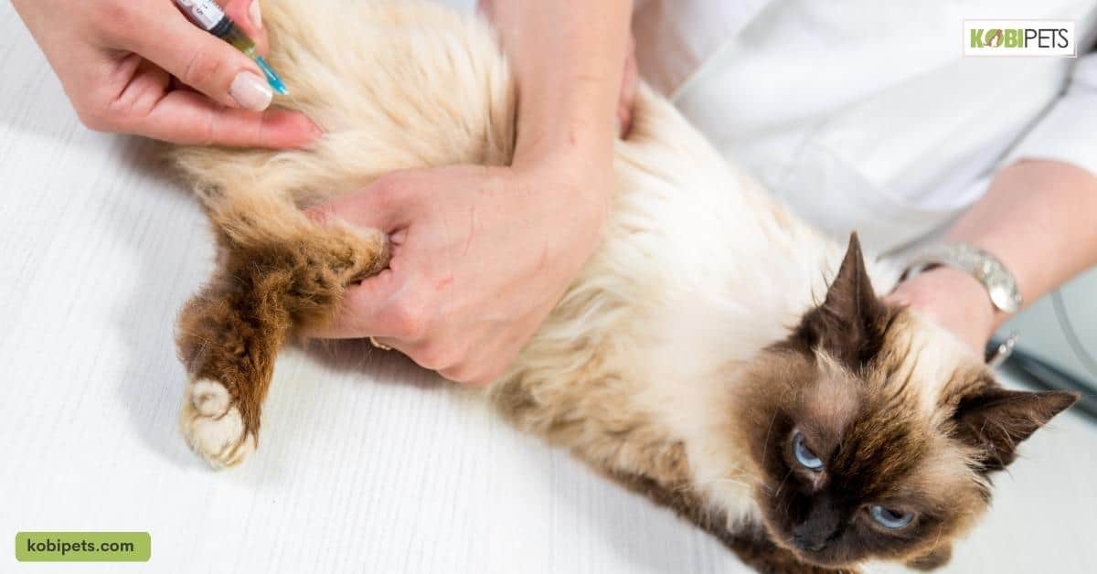 Feline Lower Urinary Tract Disease (FLUTD)