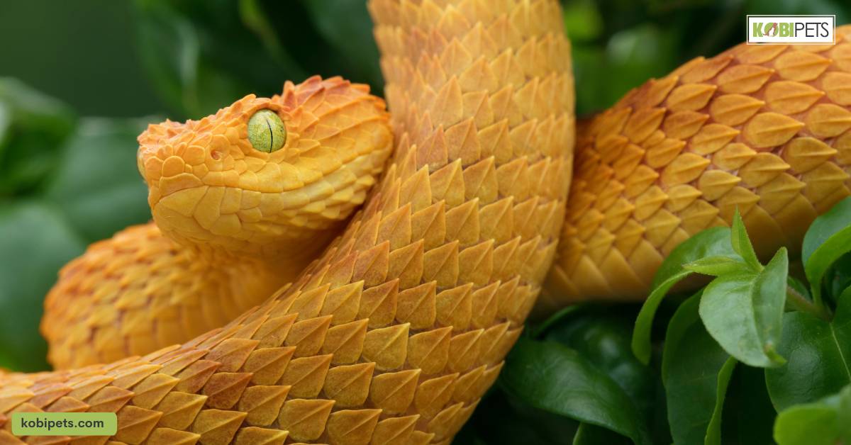 Understanding Snake Birth: 3 Different Methods