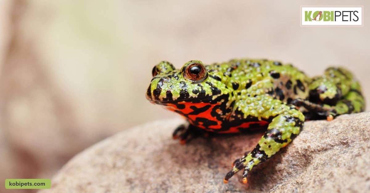 Fire-bellied Toads