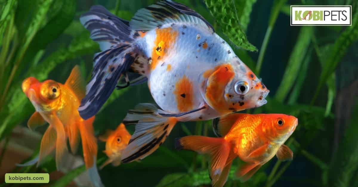 Fish size