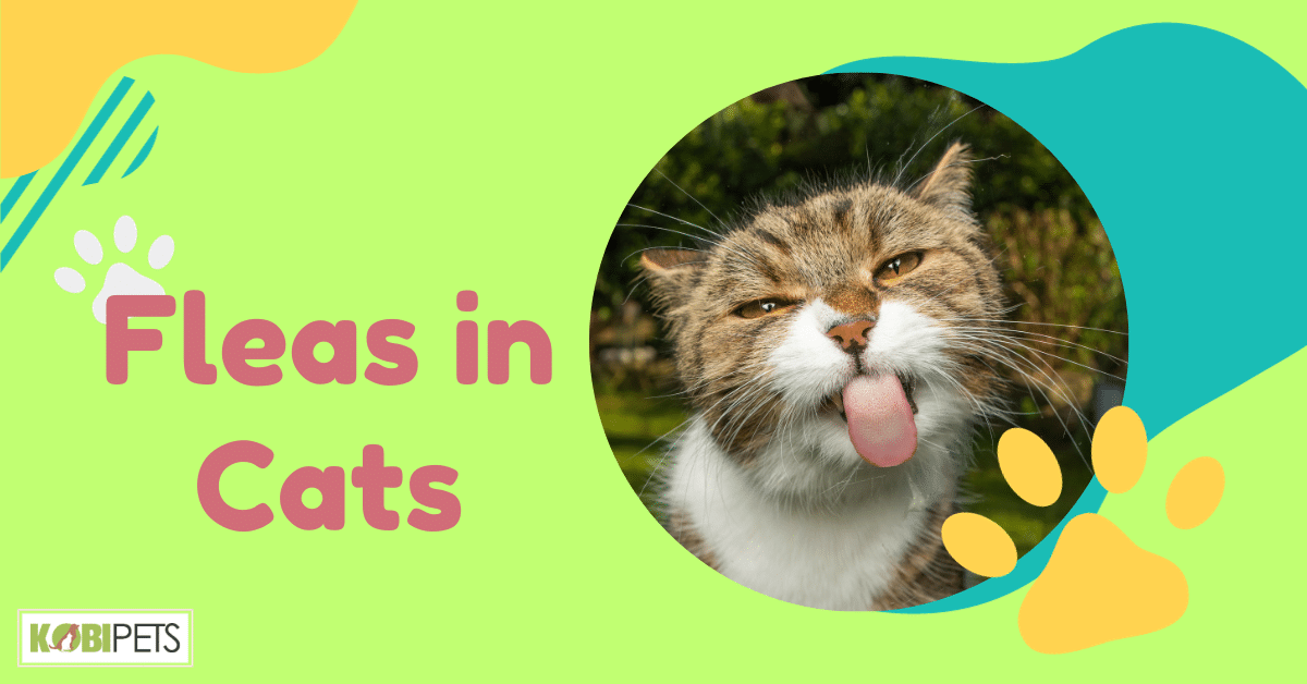 Fleas in Cats