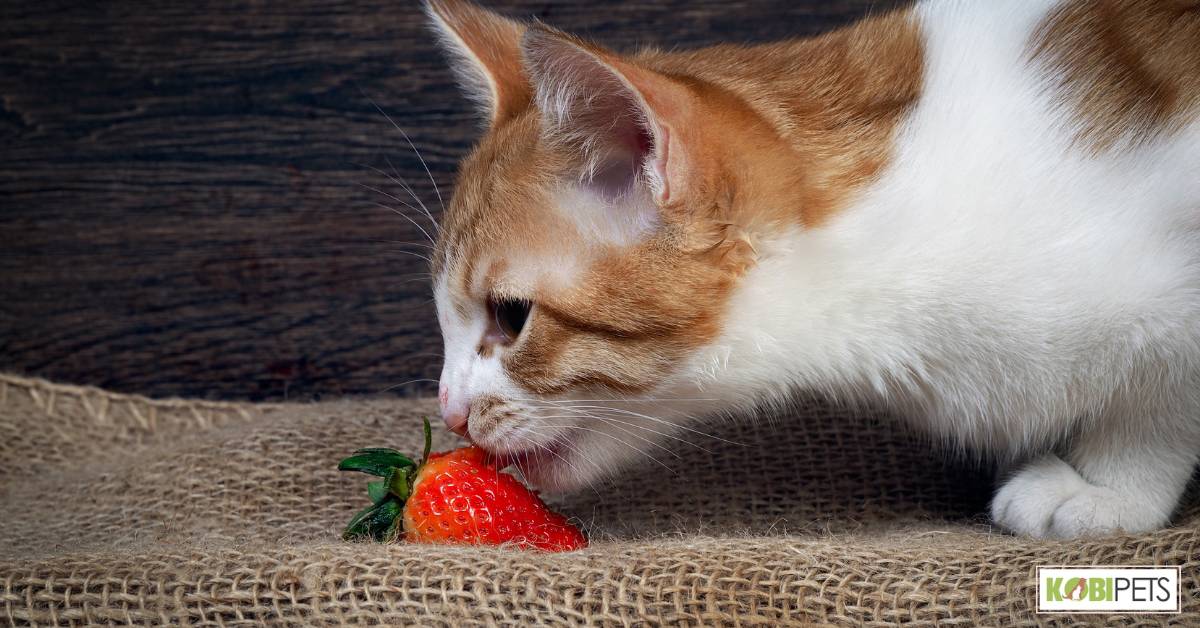 Food allergies