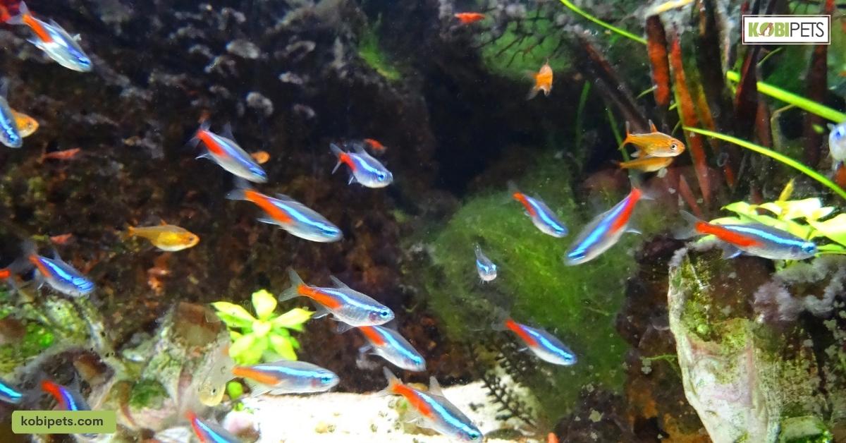 Freshwater Fish